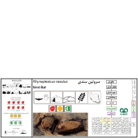 گونه خفاش سندی Sind Bat